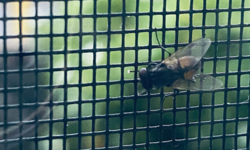 Housefly on a window screen